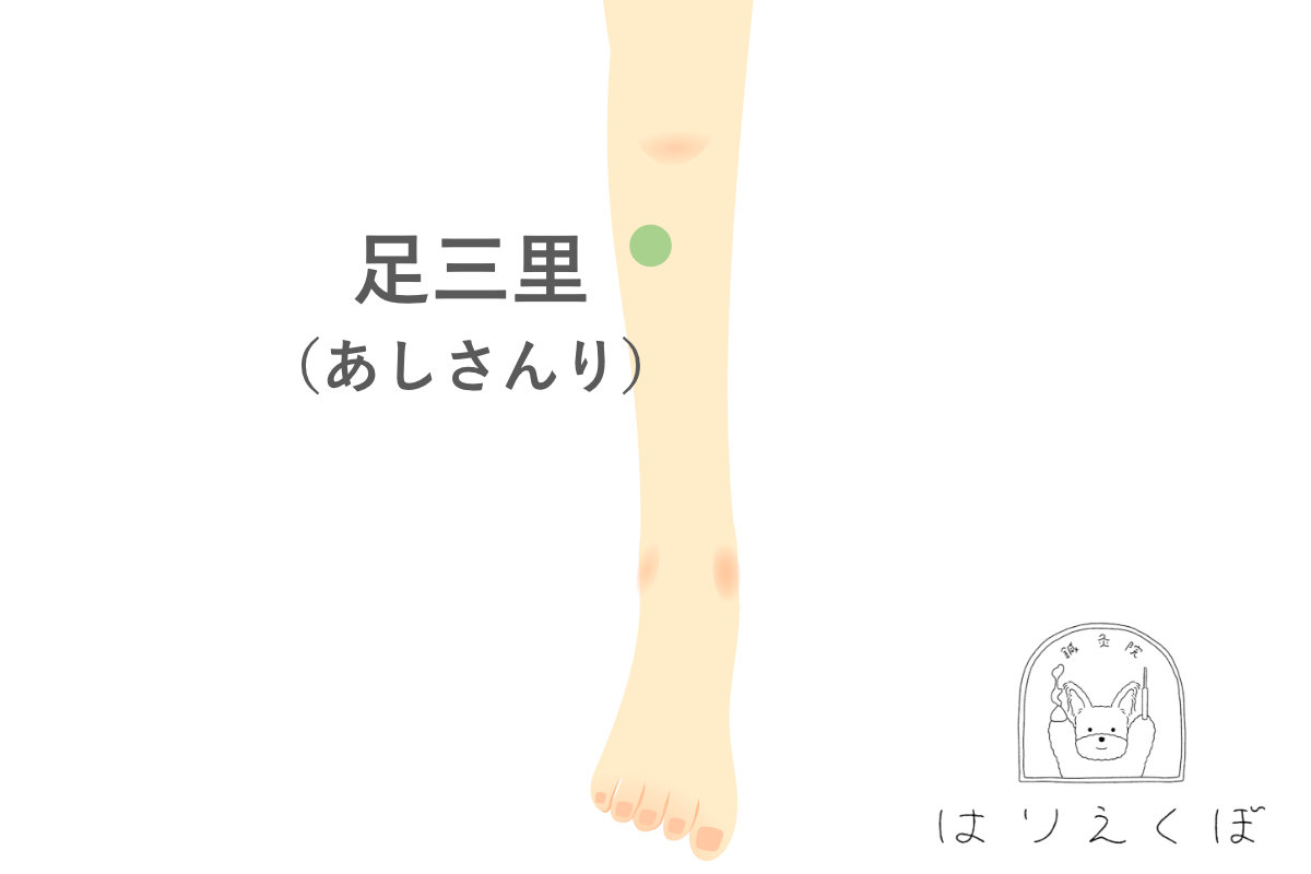 足三里:膝下のツボ